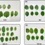 McGill University finds green LED lighting slows spoilage of refrigerated spinach and lettuce — green led light could