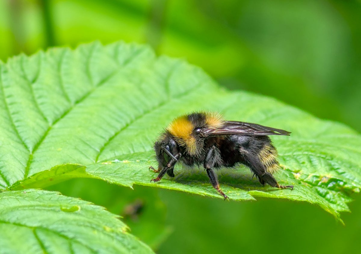 Skyrocketing Temperatures Threaten Insect Foraging Ability Across Affected Regions — iStock 2281737735 a6d2be21 Skyrocketing Temperatures Threaten Insect Foraging Ability Across Affected Regions — iStock 2281737735 a6d2be21